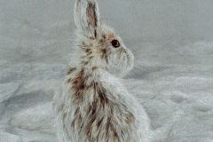 A rabbit in a snowy field.