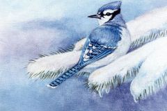 A bluejay on a snow-covered pine branch.