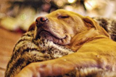 A picture of a dog sleeping on a blanket in front of a Christmas tree.