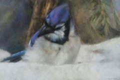 A painting of a Blue Jay in the snow