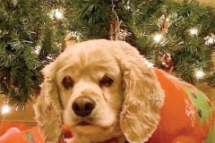 A picture of a dog in front of a Christmas Tree