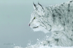 Winter Watcher