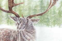 Winter Deer