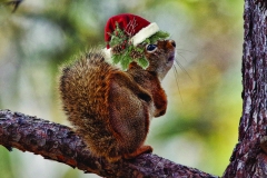 Squirrel