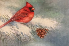 A picture of a Cardinal on a snowy pine tree branch