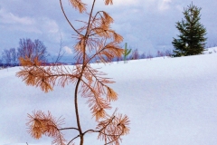 A picture of a thin pinetree sticking out of a snowy landscape
