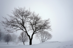 A picture of a large leafless tree black against a white sky and winter landscape.